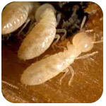 termites_large